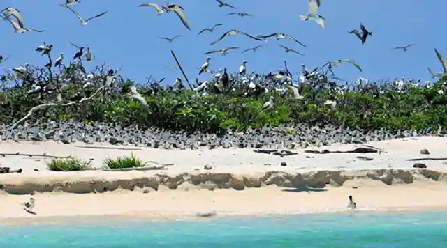 Birds At Ursula Island, The Philippines
