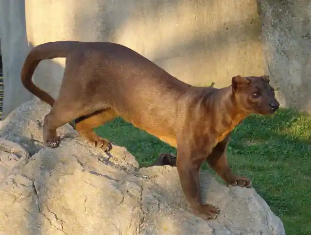 Fossa