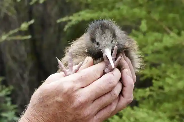 New Zealand – Kiwi