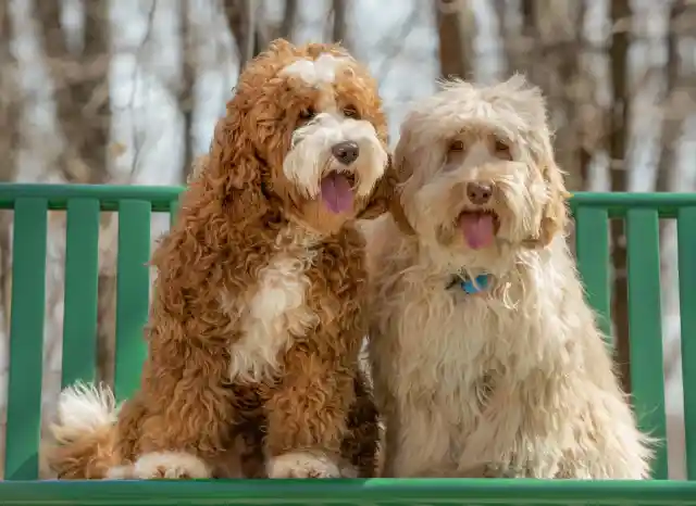 Labradoodles