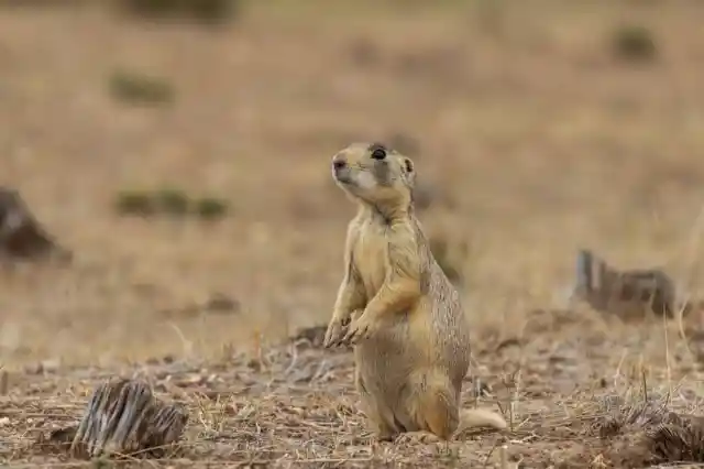 White-Tailed Prairie Dogs