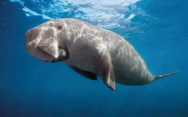 Dugong