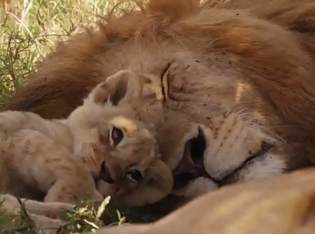 Orphaned Lion Cub Was In Need Of A Mom, See Who Decided To Adopt Him