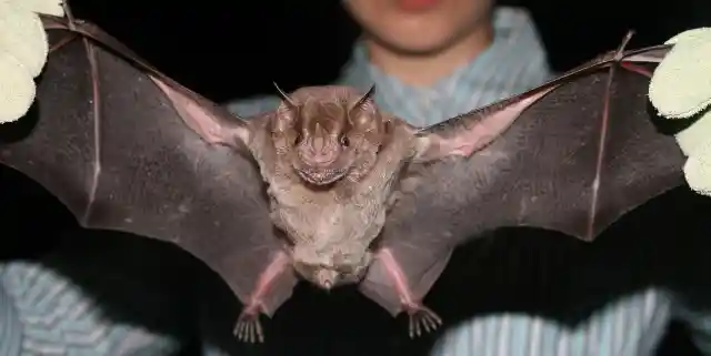 #8. Bats are blind