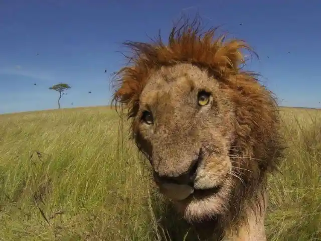 Curious Lion