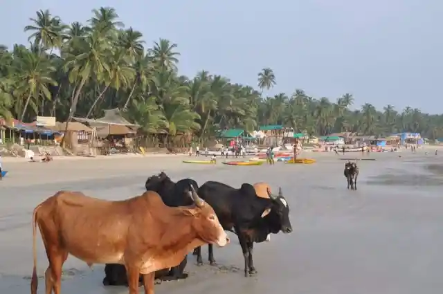 Cows At Goa, India