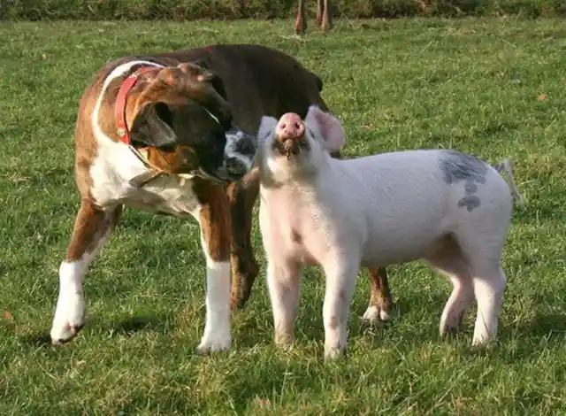 Susie The Dog & Tabitha The Pig