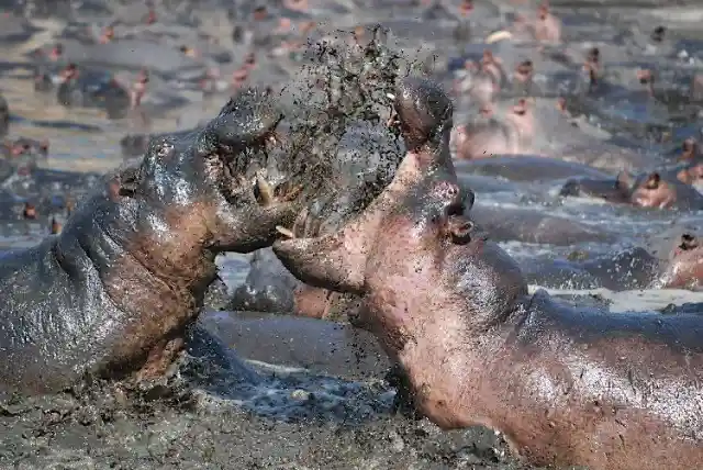 Hippos