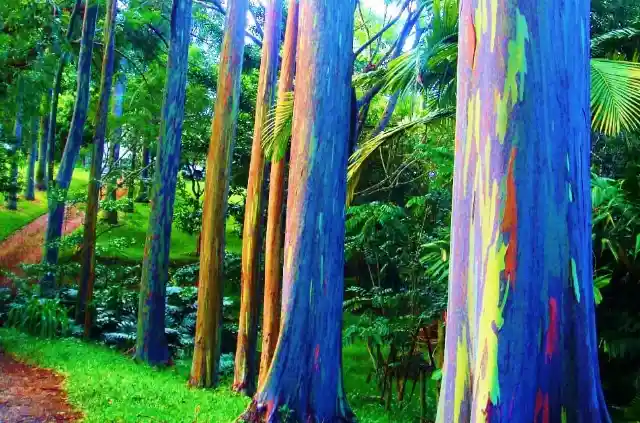 Rainbow Eucalyptus