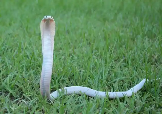 #8. Albino Cobra