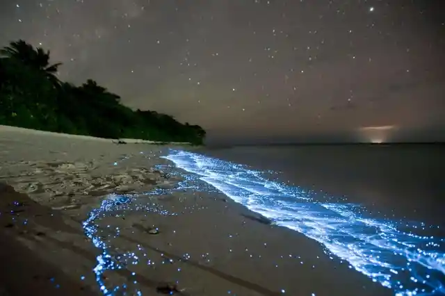 Bioluminescent Waves