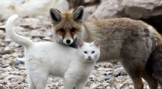 The Cat And The Fox