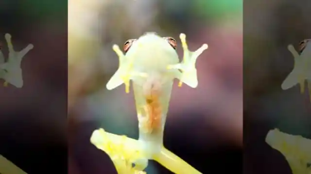 Bare-Hearted Glass Frog