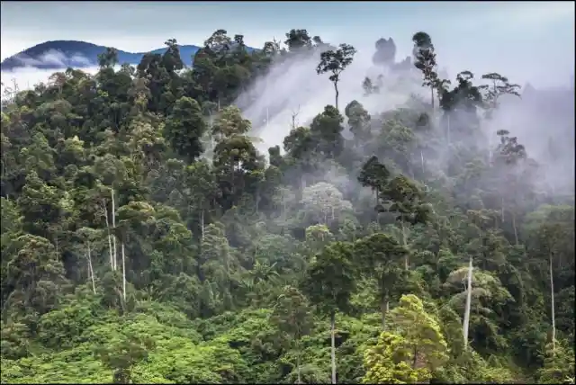 Tropical Rainforest Heritage Of Sumatra, Indonesia