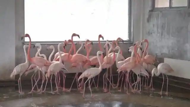 #7. The March Of The Flamingos