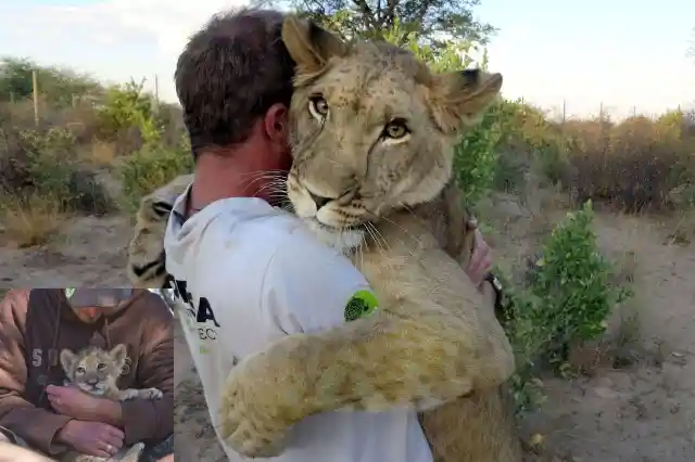 Lioness Reunites With Trainer After Years Apart: Her Response Will Surprise You!