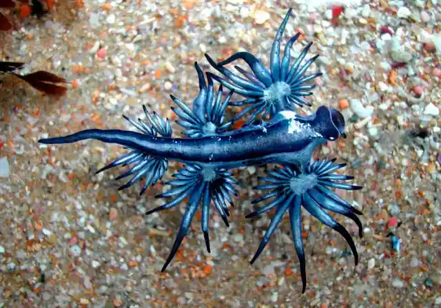 #1. Blue Glaucus