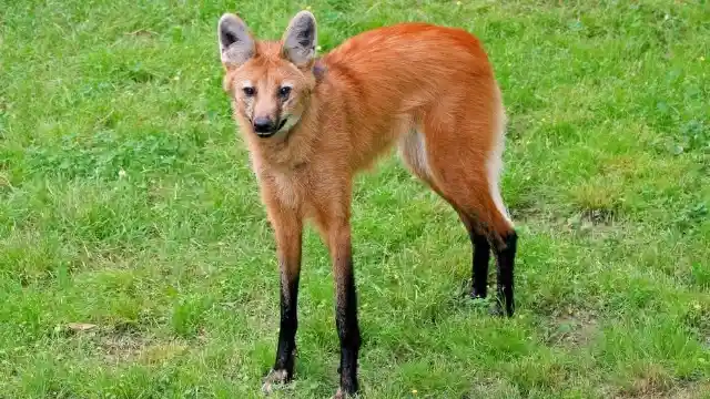 Maned Wolf