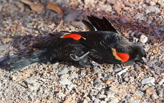 Bird Deaths In Arkansas