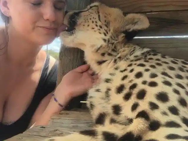 #17. The Cheetah Experience Helps Other Animals Too