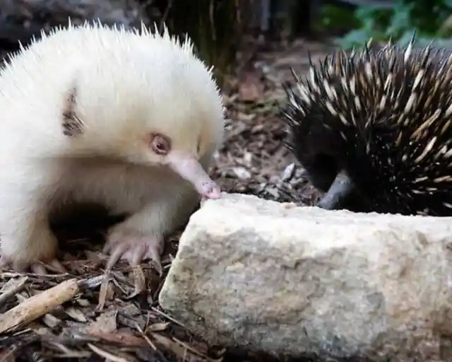 #24. Albino Echidna