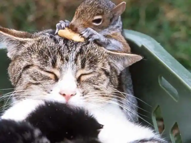 Chestnut The Squirrel & Sugar The Cat