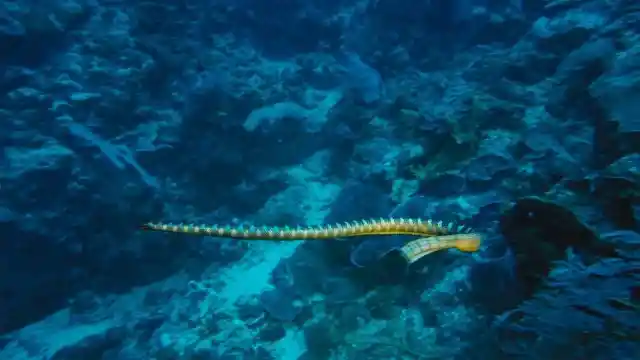 Belcher Sea Snakes