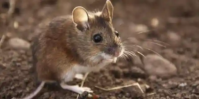 House Mice At Gough Island, UK