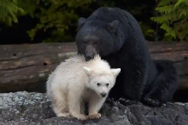 #19. Albino Black Bear