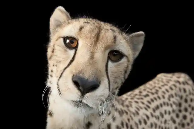 Cutest Cheetah On Earth