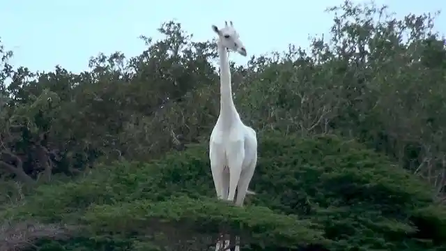 #2. Albino Giraffe