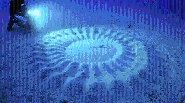 Underwater Crop Circles