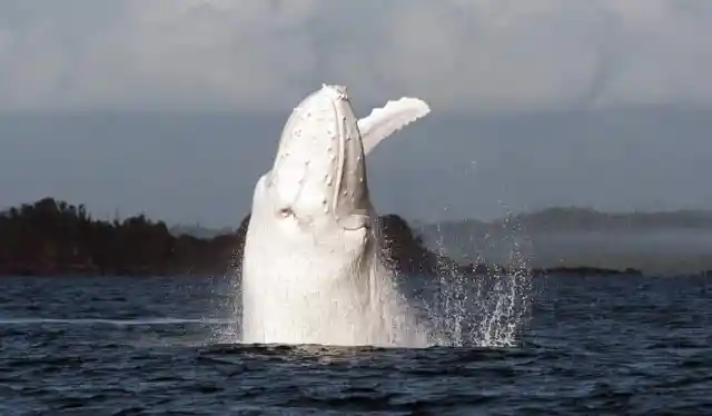 Can You Believe These Albino Animals Actually Exist?