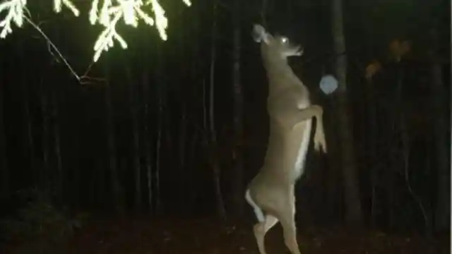 #10. Possessed Deer