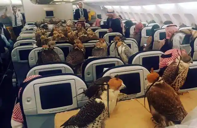 Falcon Passengers