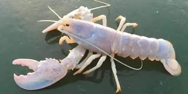 #23. Albino Lobster