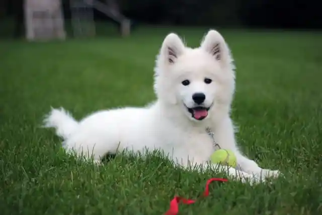 #27. Samoyed