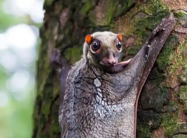 Colugo