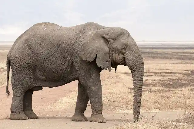 #5. Elephants are afraid of mice