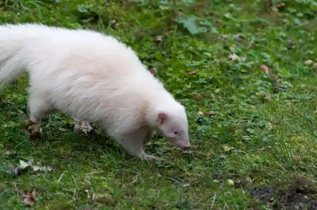 #4. Albino Skunk