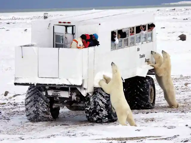 Polar Bears At Churchill, Canada