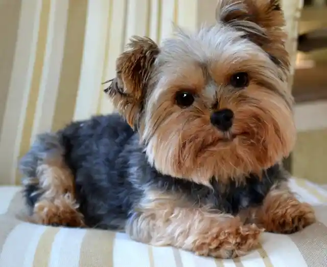 #25. Yorkshire Terrier