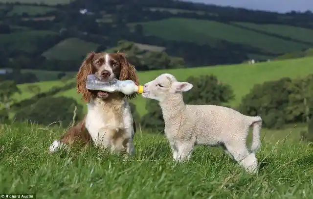 Jess The Dog & Her Lambs