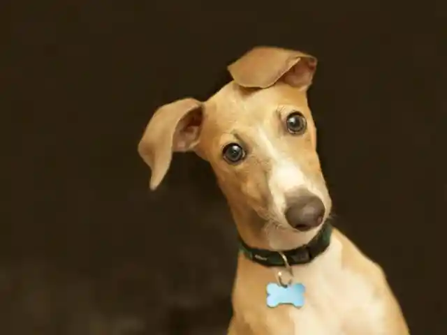 #40. Italian Greyhound