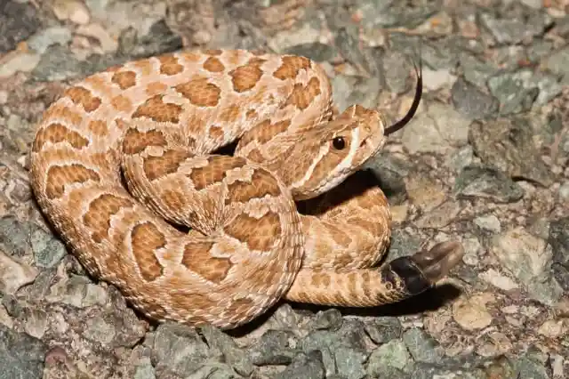 Prairie Rattlesnakes