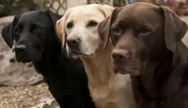 #32. Labrador Retriever