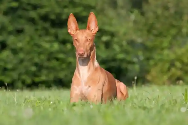 Malta – Pharaoh Hound