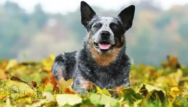 #33. Australian Cattle Dog