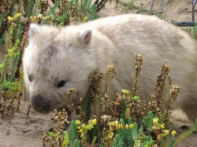 #16. Albino Wombats