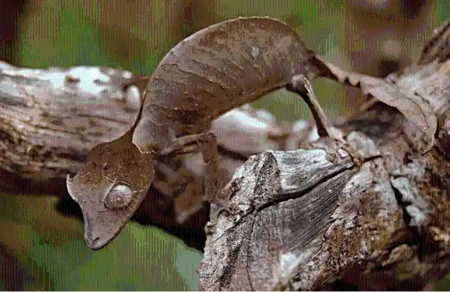 #10. Satanic Leaf-Tailed Gecko